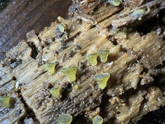 Ascobolus lignatilis