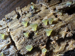 Ascobolus lignatilis