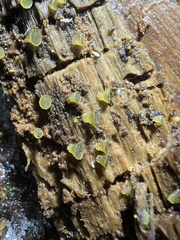 Ascobolus lignatilis