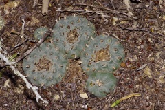 Lophophora williamsii