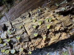 Ascobolus lignatilis