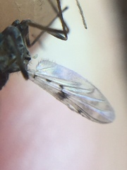 Gressittius antarcticus