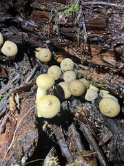 Ascobolus lignatilis