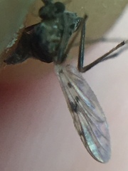 Gressittius antarcticus