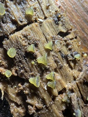 Ascobolus lignatilis