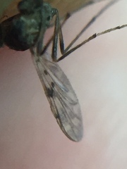 Gressittius antarcticus