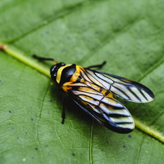 Colsa