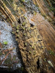 Ascobolus lignatilis