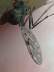 Gressittius antarcticus