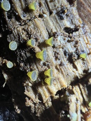 Ascobolus lignatilis