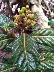 Psychotria