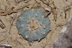 Lophophora williamsii