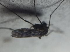 Gressittius antarcticus