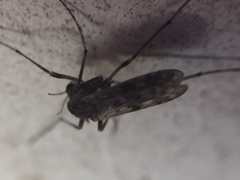 Gressittius antarcticus