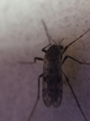 Gressittius antarcticus