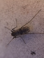 Gressittius antarcticus