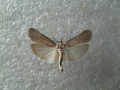Isauria dilucidella