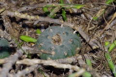 Lophophora williamsii