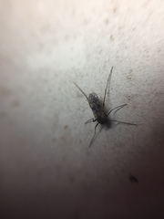 Gressittius antarcticus