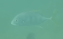 Ferdauia ferdau