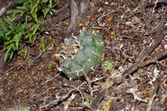 Lophophora williamsii