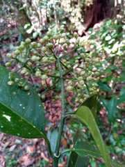 Psychotria