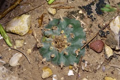 Lophophora williamsii