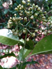 Psychotria