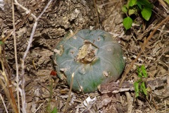 Lophophora williamsii