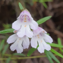 Prostanthera linearis