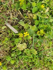 Ranunculus muricatus