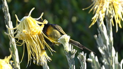 Anthobaphes violacea