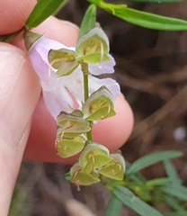 Prostanthera linearis
