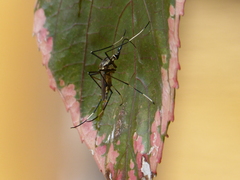 Toxorhynchites speciosus
