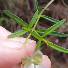 Prostanthera linearis