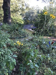 Helianthus silphioides