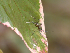 Toxorhynchites speciosus