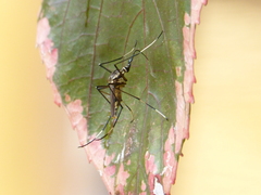 Toxorhynchites speciosus