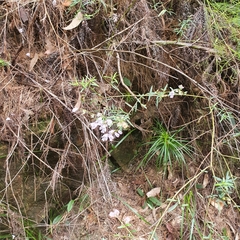 Prostanthera linearis