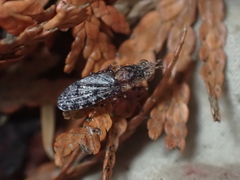 Sciomyzidae
