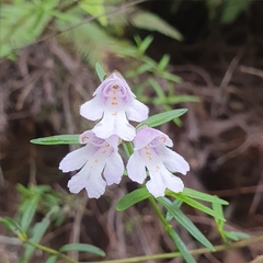 Prostanthera linearis