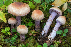Cortinarius venustus