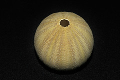 Temnopleuridae