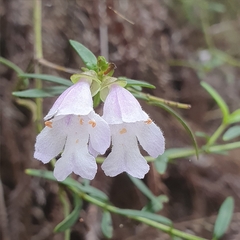 Prostanthera linearis