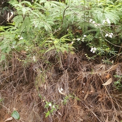 Prostanthera linearis