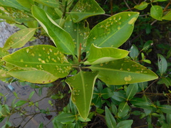Rhizophora