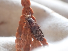 Sciomyzidae