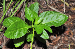 Stachytarpheta jamaicensis