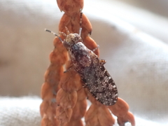 Sciomyzidae
