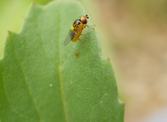 Chloropidae